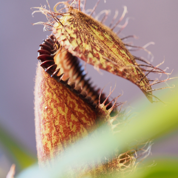 Nepenthes Hamata