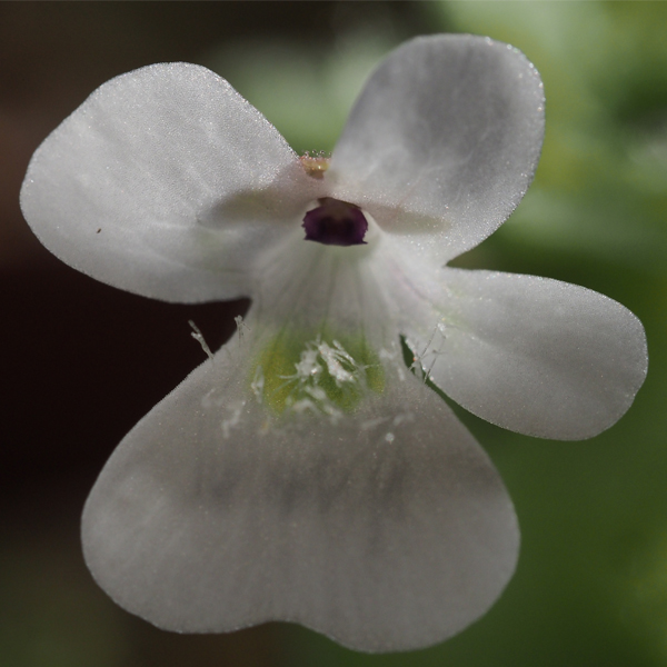 P. Gracilis