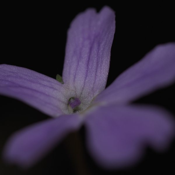 P. Niklas