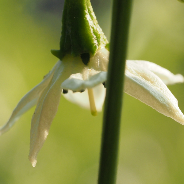 Chili Blüte