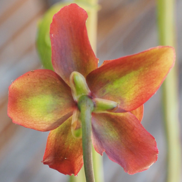 Eine Sarracenia - Blüte