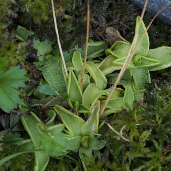 Vulgaris verbreitet sich gut im Moorbeet
