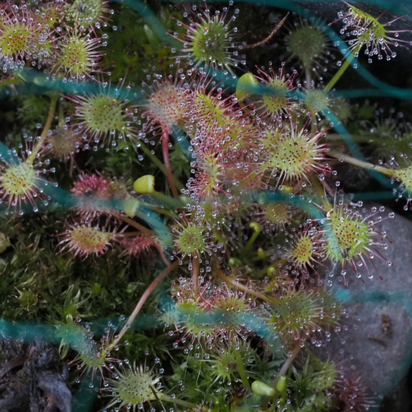 D. Obovata