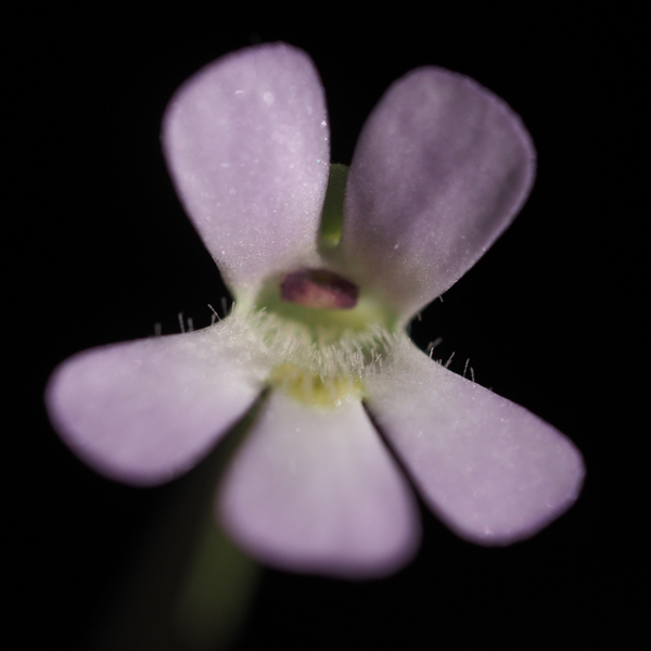 P. Jaumavensis