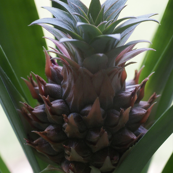Baby Ananas