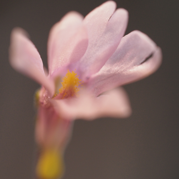 P. Planifolia