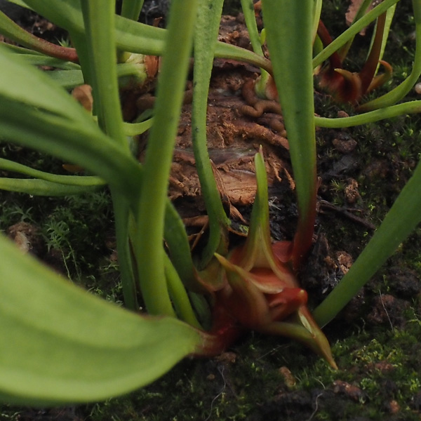 Das Herz der Sarracenia, das Rhizom