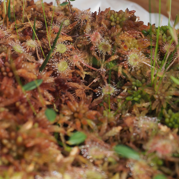 Im Sphagnum Moos fühlen sich die Pflanzen sehr wohl