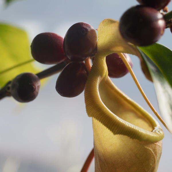 Nepenthes sind Rankenpflanzen