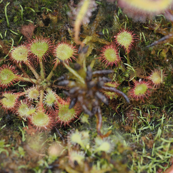 Rotundifolia wächst auch in Deutschland