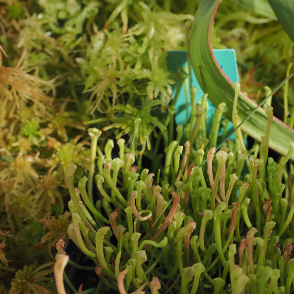 Sarracenia sind Moorpflanzen