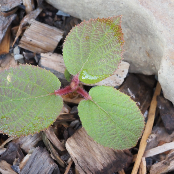 Die Kiwi im Garten