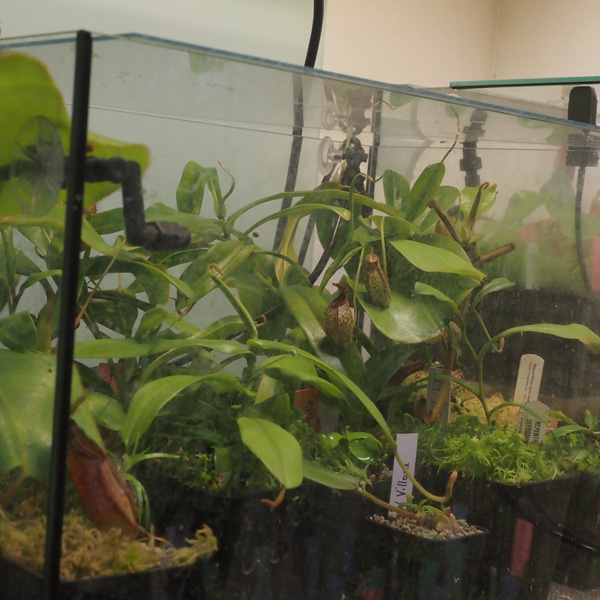 Die Hochländer im Terrarium