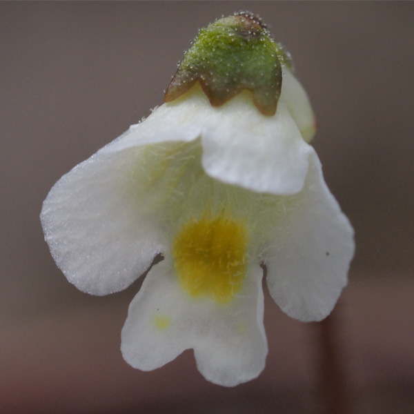 P. Alpina
