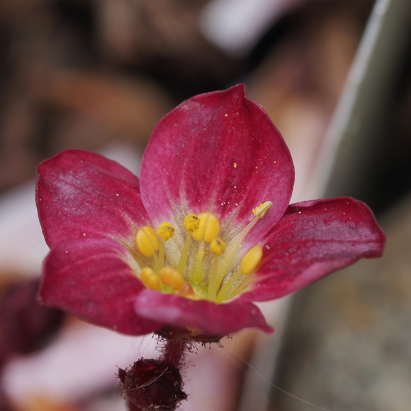 Saxifraga x arendsii