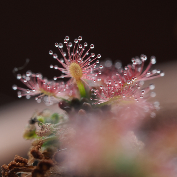 Drosera Rotundifolia