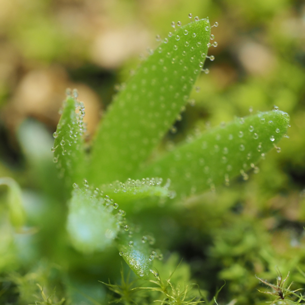 Pinguicula Heterophylla