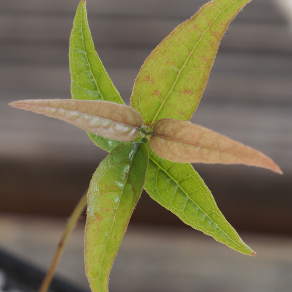 Plinia Spirito Santensis