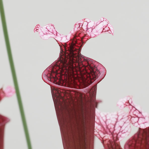 Sarracenia Ellie Wang