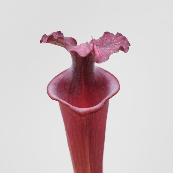 S. Leah W. x S. Royal Ruby