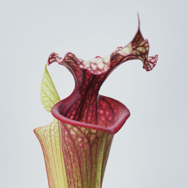 Sarracenia Dreamcatcher