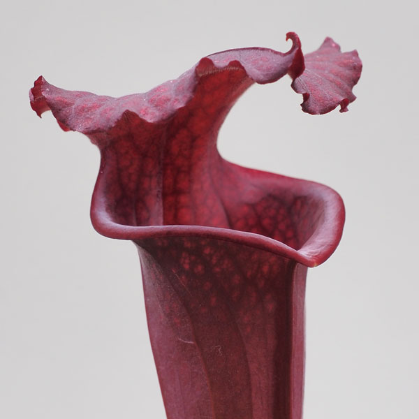 Sarracenia Praetorian Guard